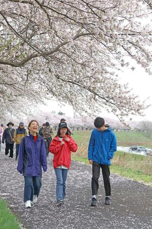 桜並木を眺めながら歩いた「加治川桜堤ウォーク」の参加者=11日、聖籠町道賀新田