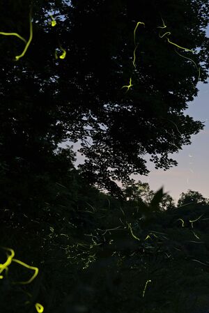 雪国植物園の水辺を舞う無数のホタル=長岡市宮本町3