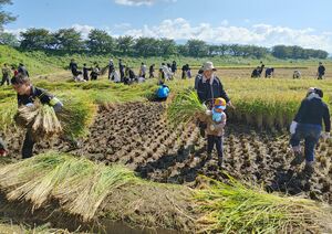 懸命に稲を刈る参加者=新潟県新発田市島潟
