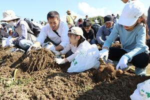 大きな一株に驚きながら「帛乙女」掘りを楽しんだ人たち=五泉市三本木