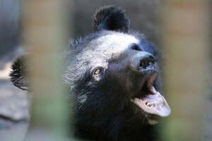 胆汁や手のひらの取引が証言されたツキノワグマ(研究チーム提供)