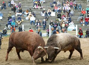 昨年の大型連休中に開催された小千谷市の牛の角突き