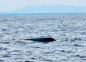 新潟市の新川漁港沖で転覆したプレジャーボート=新潟海上保安部提供