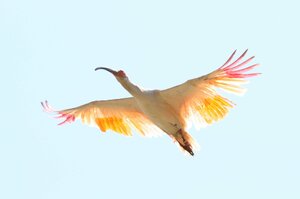 放鳥されたトキ＝２０２５年５月、佐渡市