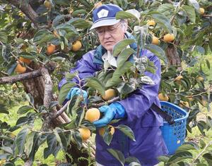 柏崎市特産の新道柿を収穫する新道柿栽培組合の飯塚敏明副組合長=柏崎市新道