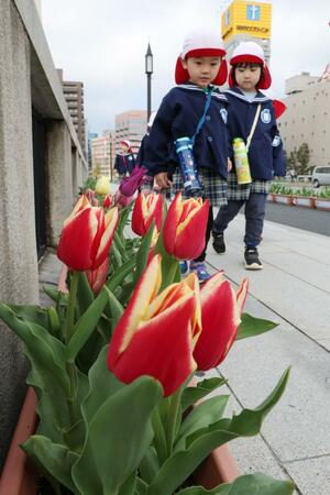 チューリップが並ぶ歩道を歩く園児たち=4月11日、新潟市中央区の萬代橋