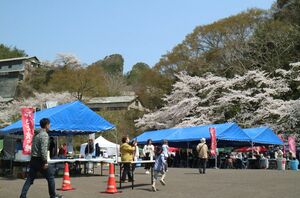 満開の桜の下、大勢の家族連れが訪れた「さど食の陣」=4月14日、佐渡市相川地区