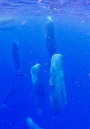 鹿児島県の奄美大島近海で観察された、頭を上に向けた状態で眠るマッコウクジラの群れ=6月(興克樹さん提供)