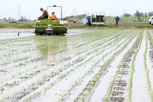 新潟県内の田植え作業