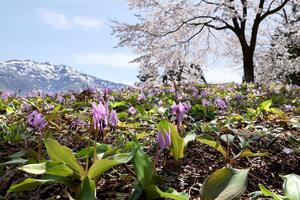 見頃を迎え、春の訪れを告げるカタクリ=22日、三条市北五百川