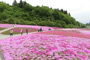 県立公園「花と緑と雪の里」で見頃を迎えたシバザクラ=20日、魚沼市根小屋