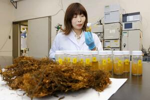アカモク(手前)と、牛の胃を再現した瓶を使った培養実験をする山下舞さん=三条市の県畜産研究センター(写真映像部・佐藤将志)