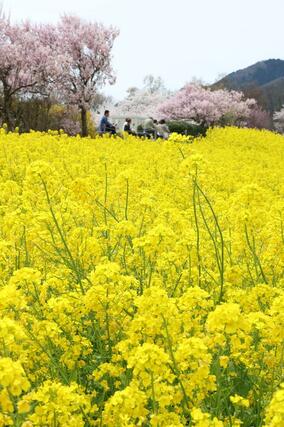 桜と菜の花が見頃を迎えた公園＝９日、新潟市西蒲区松野尾の上堰潟公園