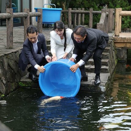 錦鯉を放流される愛子さま=8日、小千谷市の錦鯉の里