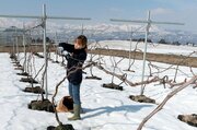 地域の夢を担うワインへ☆上越市清里区の農業法人、雪で傷んだブドウ棚の修復作業始める