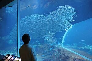 日本海大水槽を泳ぐマイワシの群れ=9日、新潟市中央区の市水族館マリンピア日本海
