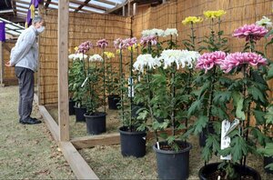 色鮮やかな菊が並ぶ「魚沼菊花展・浦佐菊まつり」=10月31日、南魚沼市浦佐