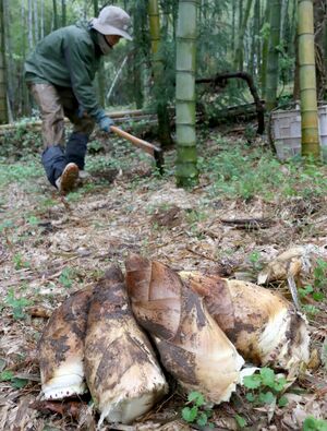 最盛期を迎えた特産のタケノコの収穫作業＝１６日、田上町原ケ崎新田