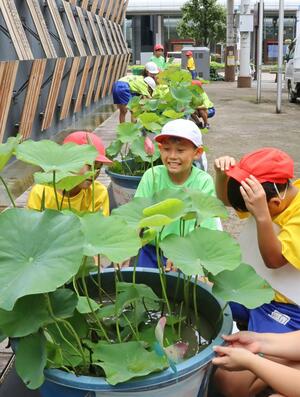 花ハスの鉢を展示する上通小学校の児童=7月17日、長岡市大手通1
