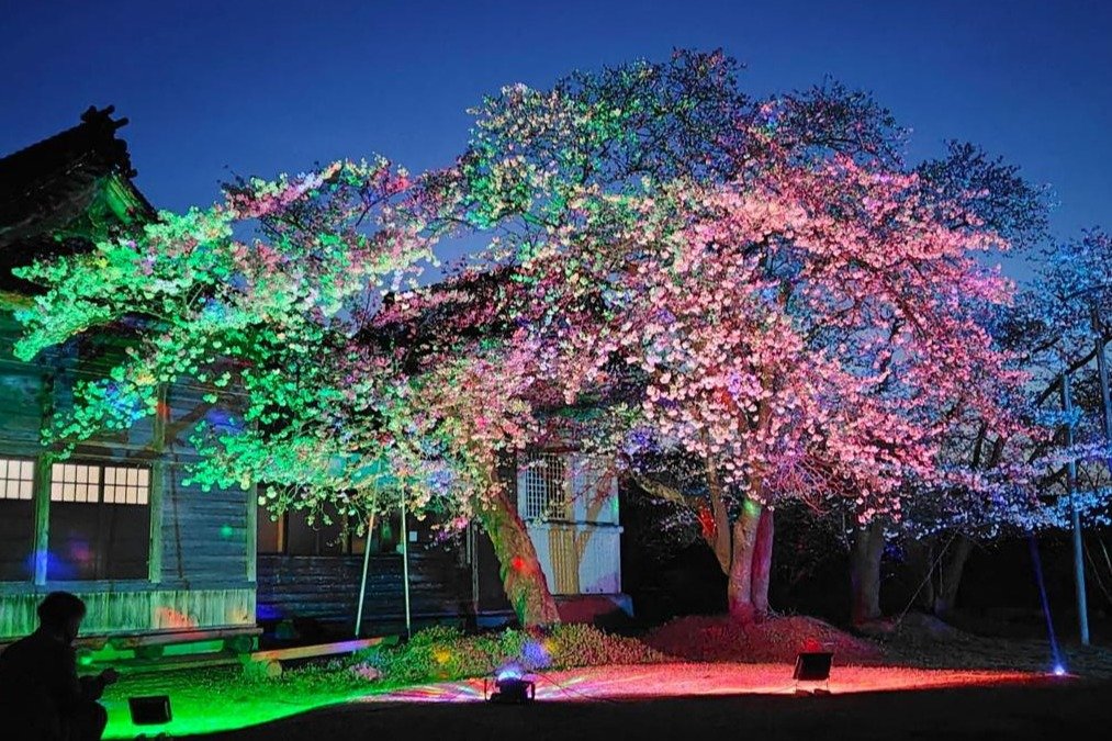 佐渡市畑野の熊野神社で夜桜あでやか 16色の光でライトアップ | 新潟日報