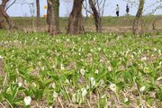 春告げる“白い妖精”一面に…胎内市でミズバショウ見頃、4月10日ごろまで