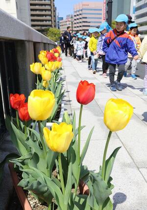 色とりどりの花々が並ぶ「萬代橋チューリップフェスティバル」=14日、新潟市中央区