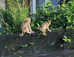 住宅の屋根に上るサル=7月12日、村上市山居町1