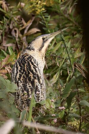 瓢湖に姿を現したサンカノゴイ＝８日午後１時３０分ごろ、阿賀野市水原（土井一心太さん撮影）