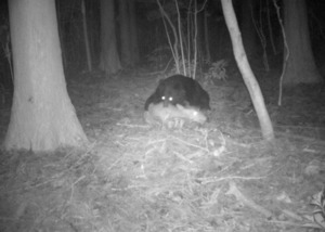 「くくりわな」にかかったニホンジカを襲うツキノワグマ=2024年5月、栃木県日光市(東京農工大大学院提供)
