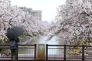 最初の植樹から100年となる福島江の桜並木。毎年多くの人が花見に訪れる=4月9日、長岡市今朝白1