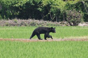 田畑付近を移動するクマ＝２０２５年６月、阿賀野市京ケ島周辺
