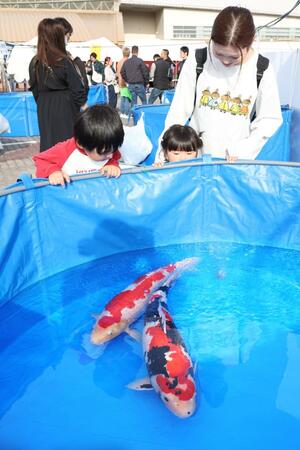 鮮やかな色彩の錦鯉を見て楽しむ家族連れ＝８日、小千谷市桜町