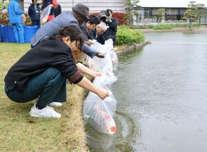寄贈された錦鯉を放流する新潟大の学生ら=新潟市西区山田