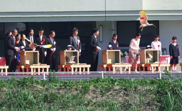 ハードリリースされたトキ＝２０２６年５月３１日、石川県羽咋市