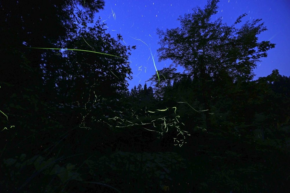 ホタルと星 幻想的な光の共演 上越大島区 新潟日報デジタルプラス