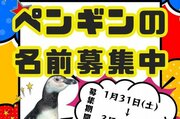 長岡市寺泊水族博物館がペンギン3羽の愛称募集！性格それぞれ…観察してぴったりの名前付けてね