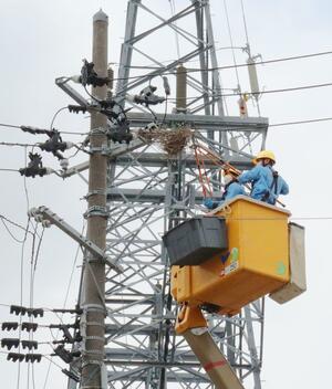 報道陣に公開された、カラスの巣の撤去作業＝新潟市東区