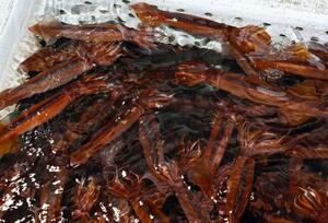 いけすで泳ぐスルメイカ=2025年6月、北海道函館市