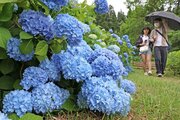 鮮やかアジサイ1万8000株！長岡市の国営越後丘陵公園で見頃　7月5日まで「あじさいまつり」
