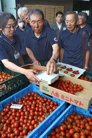 JAみなみ魚沼が開いた「八色ミニトマト」の目合わせ会=南魚沼市浦佐
