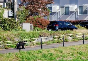 盛岡市中心部の盛岡城跡公園近くの中津川河川敷から、住宅街に向かうクマ=23日午前