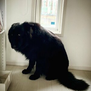 怒られたシェパードくん