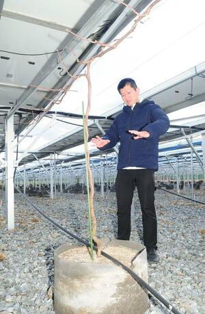 太陽光発電のパネルの下で育つブドウの木。土壌の質に左右されない方法で栽培されている＝９日、岩手県陸前高田市