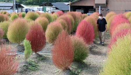 ほうき草 秋色に移ろう 新潟日報デジタルプラス