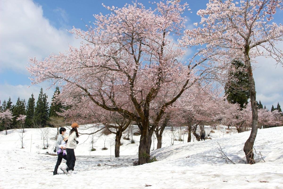 春と冬の共演…「雪上桜」満開！魚沼市の福山峠に100本以上、この絶景が