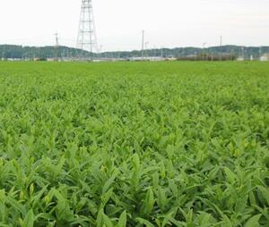 　「狭山茶」の茶葉を栽培する畑＝１０月、埼玉県入間市