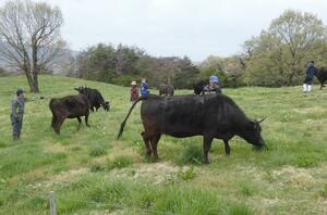 青々とした牧草を食べる牛＝佐渡市平清水の堂林放牧場