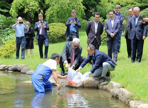 小千谷市産の錦鯉を駐日イタリア大使館の池に放した放流式=7月3日、東京都港区