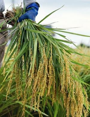 　収穫されたコメ＝２０２５年８月、新潟県三条市