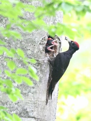 白神山地で撮影されたクマゲラの親子(本州産クマゲラ研究会提供)